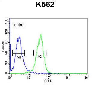 PGP Antibody - PGP Antibody flow cytometry of K562 cells (right histogram) compared to a negative control cell (left histogram). FITC-conjugated goat-anti-rabbit secondary antibodies were used for the analysis.