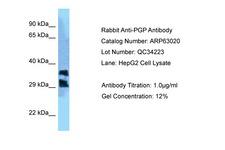 PGP Antibody -  This image was taken for the unconjugated form of this product. Other forms have not been tested.