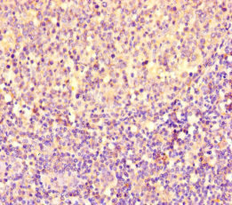 PGP Antibody - Immunohistochemistry of paraffin-embedded human tonsil tissue at dilution of 1:100