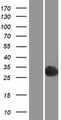 PGPEP1 Protein - Western validation with an anti-DDK antibody * L: Control HEK293 lysate R: Over-expression lysate