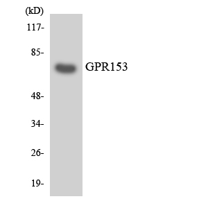 PGR1 / GPR153 Antibody - Western blot analysis of the lysates from HepG2 cells using GPR153 antibody.