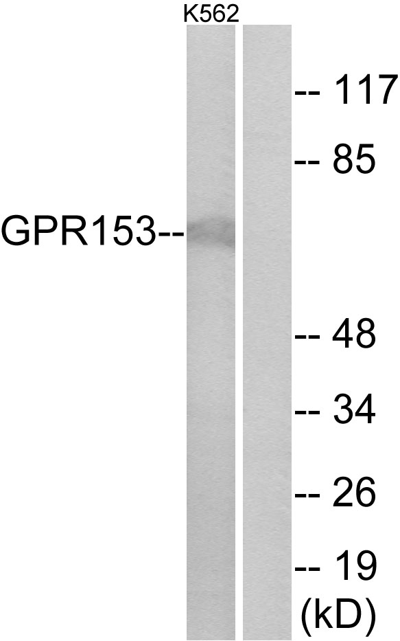 PGR1 / GPR153 Antibody - Western blot analysis of lysates from K562 cells, using GPR153 Antibody. The lane on the right is blocked with the synthesized peptide.