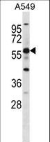 PGR1 / GPR153 Antibody - GPR153 Antibody western blot of A549 cell line lysates (35 ug/lane). The GPR153 antibody detected the GPR153 protein (arrow).
