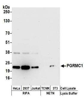 PGRMC1 / MPR Antibody - Detection of human and mouse PGRMC1 by western blot. Samples: Whole cell lysate (50 µg) from HeLa, HEK293T, Jurkat, mouse TCMK-1, and mouse NIH 3T3 cells prepared using NETN and RIPA lysis buffer. Antibodies: Affinity purified rabbit anti-PGRMC1 antibody used for WB at 0.4 µg/ml. Detection: Chemiluminescence with an exposure time of 30 seconds.