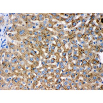 PGRMC1 / MPR Antibody - PGRMC1 antibody IHC-paraffin. IHC(P): Rat Liver Tissue.