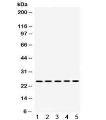 PGRMC1 / MPR Antibody