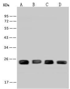 PGRMC1 / MPR Antibody - Anti-PGRMC1 rabbit polyclonal antibody at 1:500 dilution. Lane A: MCF7 Whole Cell Lysate. Lane B: HepG2 Whole Cell Lysate. Lane C: Hela Whole Cell Lysate. Lane D: Jurkat Whole Cell Lysate. Lysates/proteins at 30 ug per lane. Secondary: Goat Anti-Rabbit IgG (H+L)/HRP at 1/10000 dilution. Developed using the ECL technique. Performed under reducing conditions. Predicted band size: 22 kDa. Observed band size: 24 kDa.