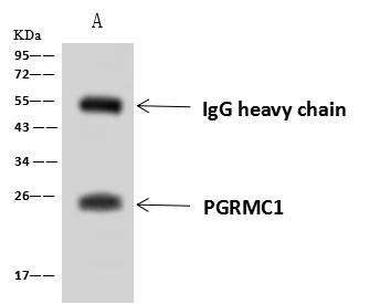 PGRMC1 / MPR Antibody - PGRMC1 was immunoprecipitated using: Lane A: 0.5 mg MCF7 Whole Cell Lysate. 4 uL anti-PGRMC1 rabbit polyclonal antibody and 60 ug of Immunomagnetic beads Protein A/G. Primary antibody: Anti-PGRMC1 rabbit polyclonal antibody, at 1:100 dilution. Secondary antibody: Goat Anti-Rabbit IgG (H+L)/HRP at 1/10000 dilution. Developed using the ECL technique. Performed under reducing conditions. Predicted band size: 22 kDa. Observed band size: 25 kDa.