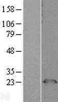 PGRMC1 / MPR Protein - Western validation with an anti-DDK antibody * L: Control HEK293 lysate R: Over-expression lysate
