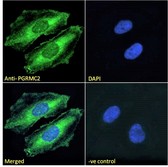 PGRMC2 Antibody - Goat Anti-PGRMC2 Antibody Immunofluorescence analysis of paraformaldehyde fixed HeLa cells, permeabilized with 0.15% Triton. Primary incubation 1hr (10ug/ml) followed by Alexa Fluor 488 secondary antibody (2ug/ml), showing plasma mamebrane and cytoplasmic staining. The nuclear stain is DAPI (blue). Negative control: Unimmunized goat IgG (10ug/ml) followed by Alexa Fluor 488 secondary antibody (2ug/ml).