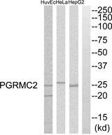 PGRMC2 Antibody - Western blot analysis of extracts from HuvEc cells, HepG2 cells and HeLa cells, using PGRMC2 antibody.