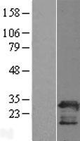 PGRMC2 Protein - Western validation with an anti-DDK antibody * L: Control HEK293 lysate R: Over-expression lysate