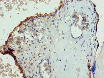 PGS1 Antibody - Immunohistochemistry of paraffin-embedded human placenta tissue using PGS1 Antibody at dilution of 1:100