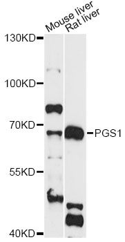 PGS1 Antibody - Western blot analysis of extracts of various cell lines, using PGS1 antibody at 1:3000 dilution. The secondary antibody used was an HRP Goat Anti-Rabbit IgG (H+L) at 1:10000 dilution. Lysates were loaded 25ug per lane and 3% nonfat dry milk in TBST was used for blocking. An ECL Kit was used for detection and the exposure time was 1s.