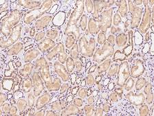 PGS1 Antibody - Immunochemical staining of human PGS1 in human kidney with rabbit polyclonal antibody at 1:100 dilution, formalin-fixed paraffin embedded sections.