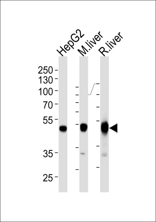 PH / PAH Antibody - Western blot of lysates from HepG2 cell line and mouse liver rat liver tissue lysates (from left to right) using PAH Antibody. Antibody was diluted at 1:1000 at each lane. A goat anti-mouse IgG H&L (HRP) at 1:3000 dilution was used as the secondary antibody. Lysates at 35 ug per lane.