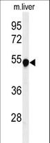 PH / PAH Antibody - Western blot of PAH Antibody in mouse liver tissue lysates (35 ug/lane). PAH (arrow) was detected using the purified antibody.