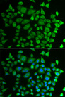 PH4 / P4HTM Antibody - Immunofluorescence analysis of HeLa cells.
