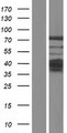 PHACTR2 Protein - Western validation with an anti-DDK antibody * L: Control HEK293 lysate R: Over-expression lysate