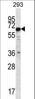 PHACTR3 Antibody - PHACTR3 Antibody western blot of 293 cell line lysates (35 ug/lane). The PHACTR3 antibody detected the PHACTR3 protein (arrow).