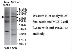 PHACTR4 Antibody