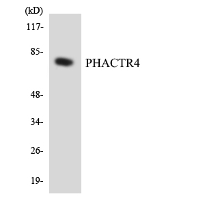 PHACTR4 Antibody - Western blot analysis of the lysates from HeLa cells using PHACTR4 antibody.