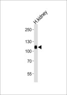 PHACTR4 Antibody - Western blot of lysate from human kidney tissue lysate, using PHAR4 Antibody. Antibody was diluted at 1:1000 at each lane. A goat anti-rabbit IgG H&L (HRP) at 1:5000 dilution was used as the secondary antibody. Lysate at 35ug per lane.