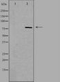 PHACTR4 Antibody - Western blot analysis of extracts of rat Heart cells using PHACTR4 antibody. The lane on the left is treated with the antigen-specific peptide.