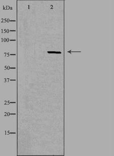 PHACTR4 Antibody - Western blot analysis of extracts of rat Heart cells using PHACTR4 antibody. The lane on the left is treated with the antigen-specific peptide.