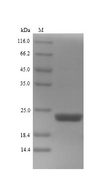 CDH-1 Protein - (Tris-Glycine gel) Discontinuous SDS-PAGE (reduced) with 5% enrichment gel and 15% separation gel.