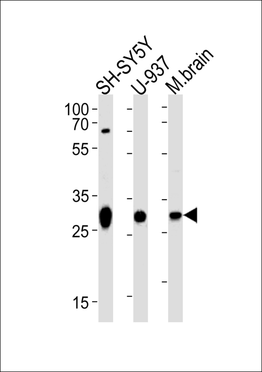 PHAP III / ANP32E Antibody - Western blot of lysates from SH-SY5Y, U-937 cell line and mouse brain tissue lysate (from left to right) with ANP32E Antibody. Antibody was diluted at 1:1000 at each lane. A goat anti-rabbit IgG H&L (HRP) at 1:5000 dilution was used as the secondary antibody. Lysate at 35 ug per lane.