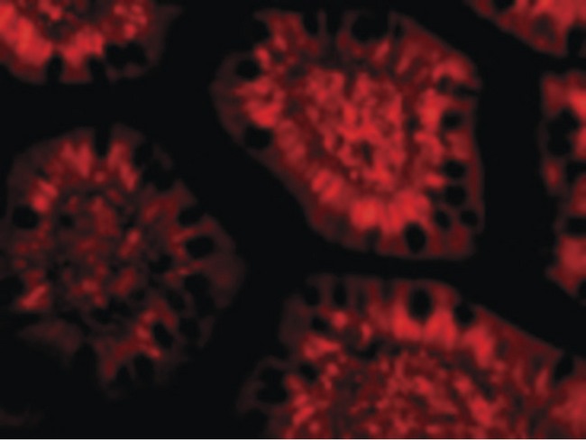 PHAP III / ANP32E Antibody - Immunofluorescence of PHAP III in Human Small Intestine cells with PHAP III antibody at 10 ug/ml.