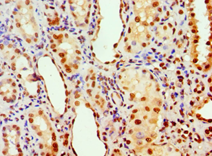 PHAP1 / ANP32A Antibody - Immunohistochemistry of paraffin-embedded human kidney using antibody at 1:100 dilution.