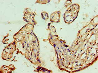 PHAP1 / ANP32A Antibody - Immunohistochemistry of paraffin-embedded human placenta using antibody at 1:100 dilution.