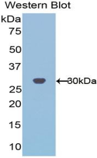 PHAP1 / ANP32A Antibody - Western blot of recombinant PHAP1 / ANP32A.  This image was taken for the unconjugated form of this product. Other forms have not been tested.
