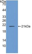 PHAP1 / ANP32A Antibody - Western Blot; Sample: Recombinant ANP32A, Human.