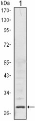 PHAP1 / ANP32A Antibody - Western blot of PP32 mouse mAb against HeLa (1) cell lysate.
