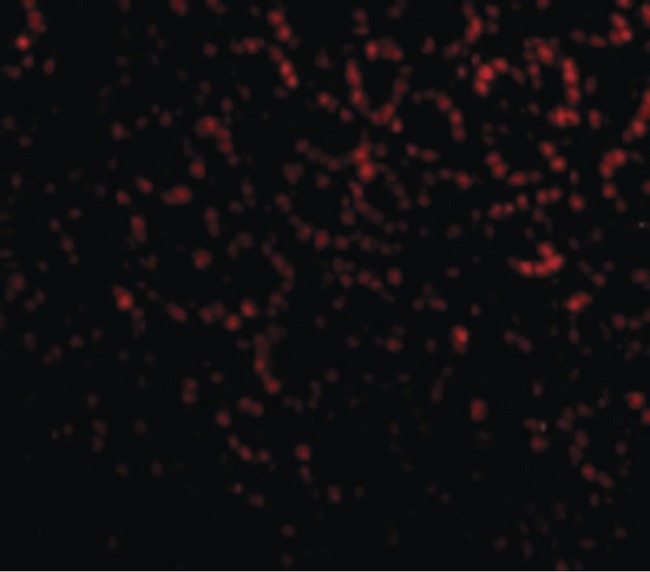 PHAP1 / ANP32A Antibody - Immunofluorescence of PHAP I in Mouse Small Intestine cells with PHAP I antibody at 20 ug/ml.