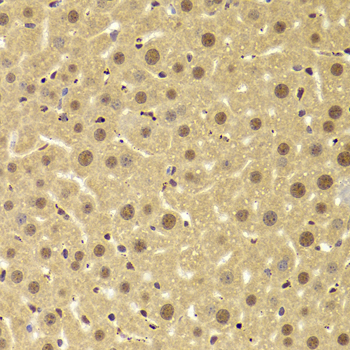 PHAP1 / ANP32A Antibody - Immunohistochemistry of paraffin-embedded Mouse liver tissue.