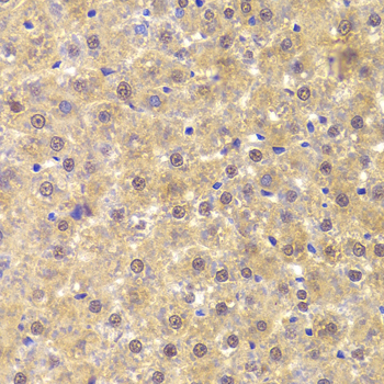 PHAP1 / ANP32A Antibody - Immunohistochemistry of paraffin-embedded Rat liver tissue.