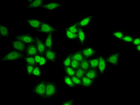 PHAP1 / ANP32A Antibody - Immunofluorescence analysis of HeLa cells.