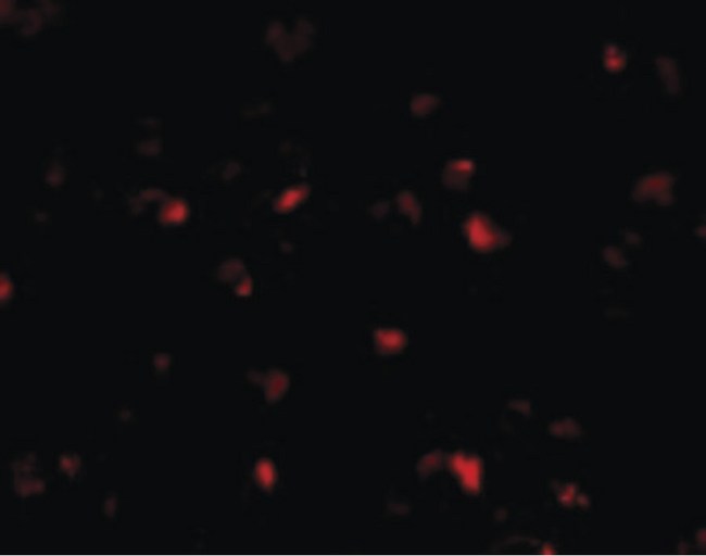 PHAP1 / ANP32A Antibody - Immunofluorescence of PHAP I in Raji cells with PHAP I antibody at 10 ug/ml.