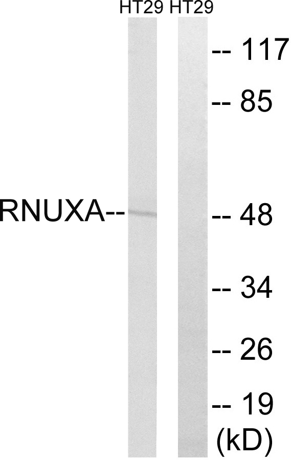 PHAX Antibody - Western blot analysis of lysates from HT-29 cells, using RNUXA Antibody. The lane on the right is blocked with the synthesized peptide.