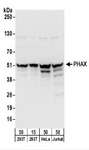 PHAX Antibody - Detection of Human PHAX by Western Blot. Samples: Whole cell lysate from 293T (15 and 50 ug), HeLa (50 ug), and Jurkat (50 ug) cells. Antibodies: Affinity purified rabbit anti-PHAX antibody used for WB at 0.1 ug/ml. Detection: Chemiluminescence with an exposure time of 10 seconds.