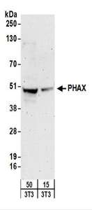 PHAX Antibody - Detection of Mouse PHAX by Western Blot. Samples: Whole cell lysate from mouse NIH3T3 (15 and 50 ug) cells. Antibodies: Affinity purified rabbit anti-PHAX antibody used for WB at 0.4 ug/ml. Detection: Chemiluminescence with an exposure time of 3 minutes.