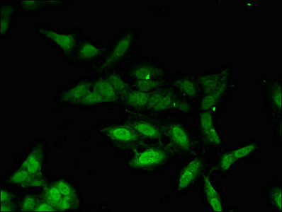 PHAX Antibody - Immunofluorescent analysis of Hela cells diluted at 1:100 and Alexa Fluor 488-congugated AffiniPure Goat Anti-Rabbit IgG(H+L)