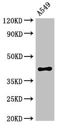 PHAX Antibody - Western Blot Positive WB detected in:A549 whole cell lysate All Lanes:PHAX antibody at 2.8µg/ml Secondary Goat polyclonal to rabbit IgG at 1/50000 dilution Predicted band size: 45 KDa Observed band size: 45 KDa