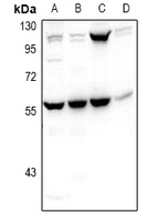 PHAX Antibody - Western blot analysis of PHAX expression in LO2 (A), MCF7 (B), SP20 (C), H9C2 (D) whole cell lysates.