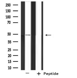 PHAX Antibody - Western blot analysis of extracts of HT29 cells using RNUXA antibody.