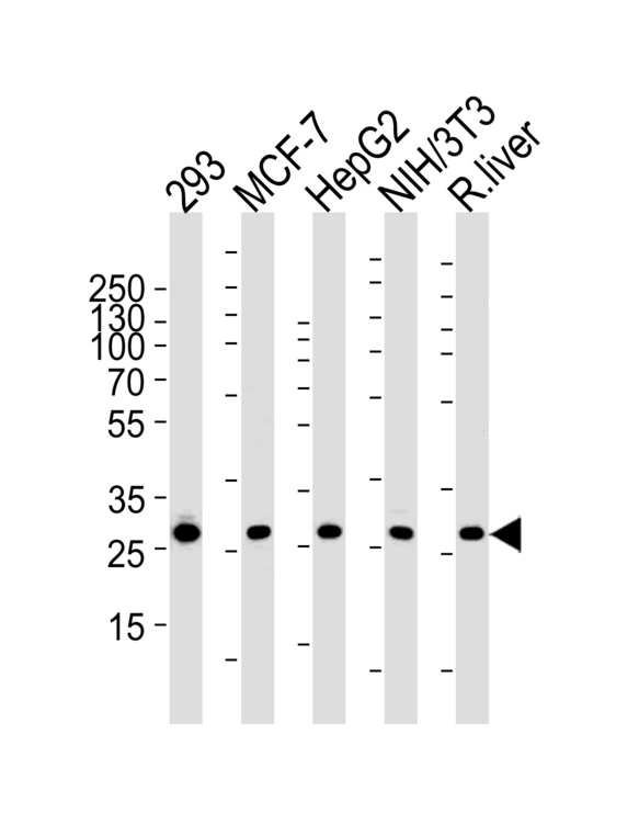 PHB / Prohibitin Antibody - Western blot of lysates from 293, MCF-7, HepG2, mouse NIH/3T3 cell line and rat liver tissue (from left to right) with USF1 Antibody. Antibody was diluted at 1:1000 at each lane. A goat anti-mouse IgG H&L (HRP) at 1:3000 dilution was used as the secondary antibody. Lysates at 35 ug per lane.